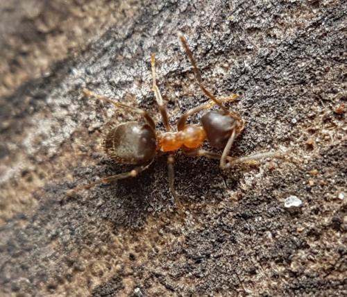 Lasius emarginatus